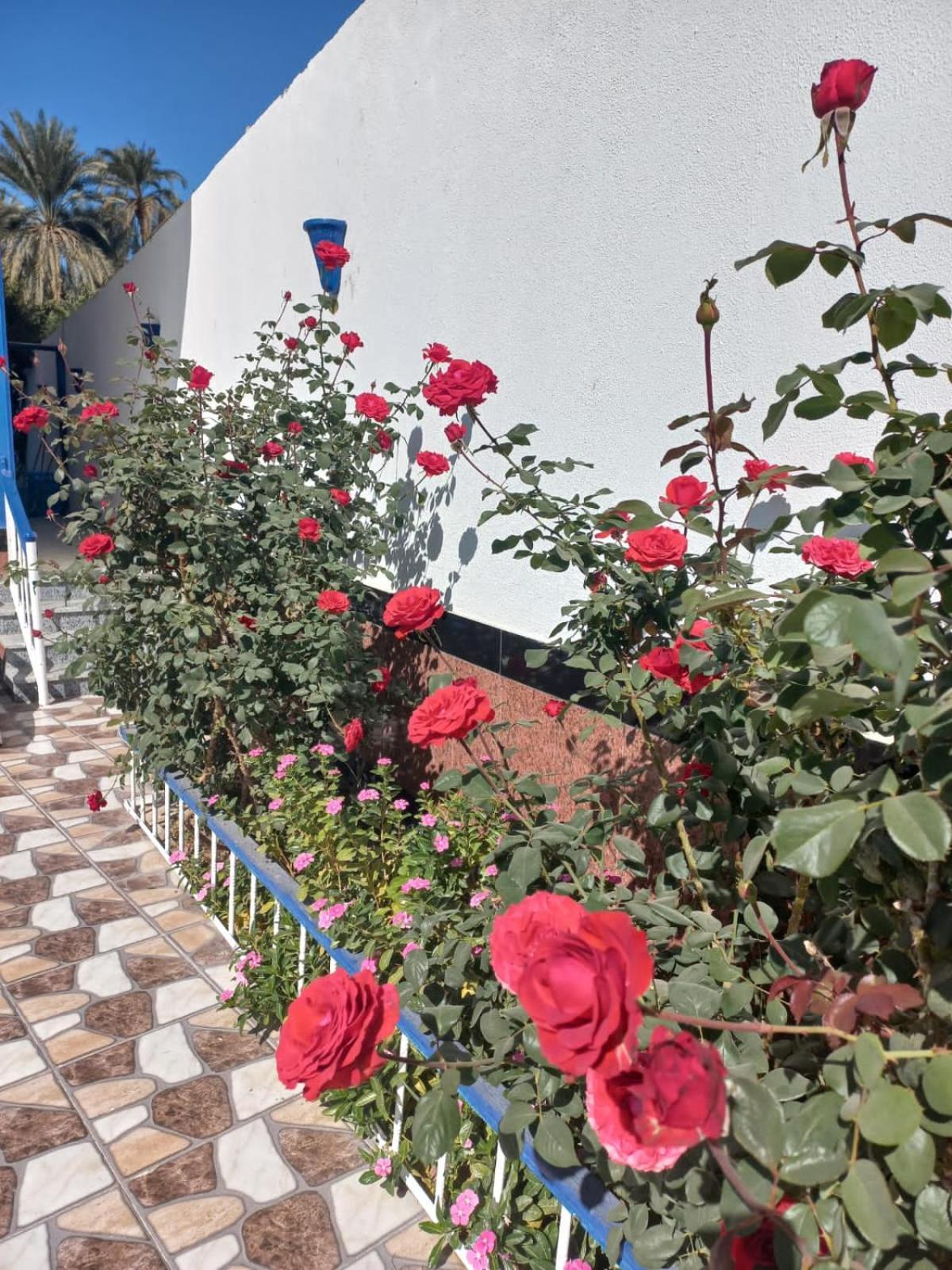 Villa Kaslan Apartments Luxor Exterior photo